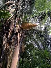 Attalea rostrata