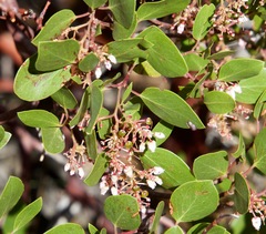Arctostaphylos nevadensis