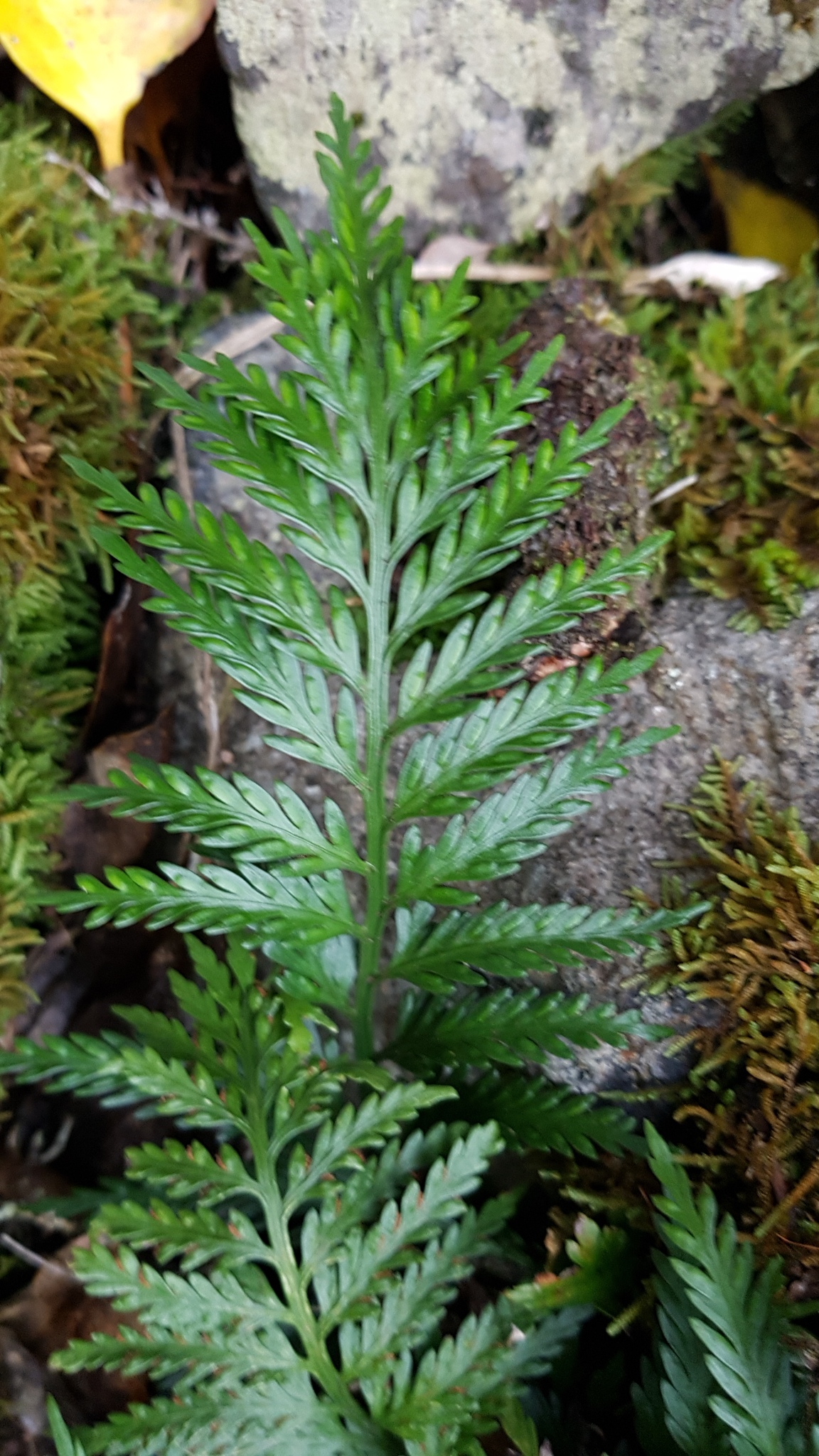 Asplenium appendiculatum