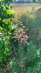 Filipendula rubra