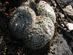 Mammillaria parkinsonii