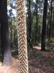 Xanthorrhoea concava