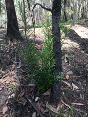 Persoonia linearis