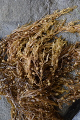 Sargassum sinclairii