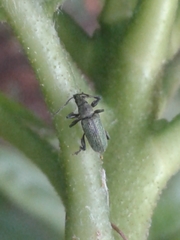 Phyllobius intrusus