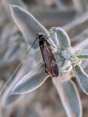 Nemophora albiciliellus