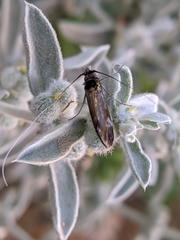 Nemophora albiciliellus