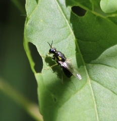 Caloparyphus tetraspilus