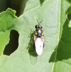 Caloparyphus tetraspilus