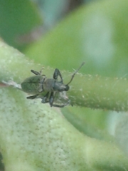 Phyllobius intrusus