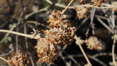 Malacothamnus enigmaticus