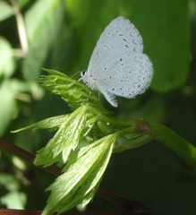 Celastrina neglectamajor