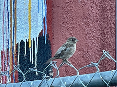 Passer domesticus