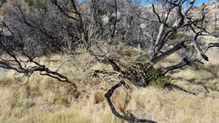 Malacothamnus enigmaticus