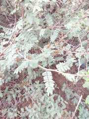 Senegalia wrightii