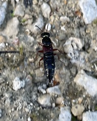 Staphylinus ornaticauda