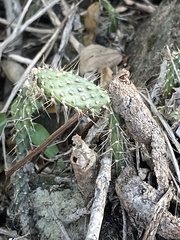 Opuntia repens