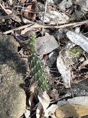 Opuntia repens