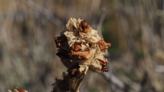 Malacothamnus enigmaticus