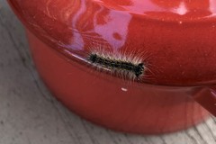 Lymantria dispar dispar