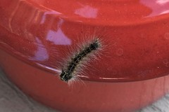 Lymantria dispar dispar