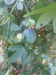 Passiflora giberti