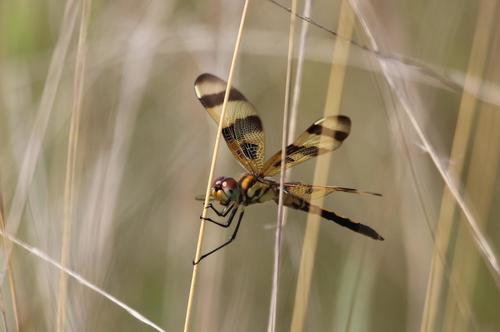 Halloween Pennant photographed in Mississippi