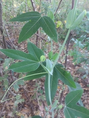 Passiflora giberti