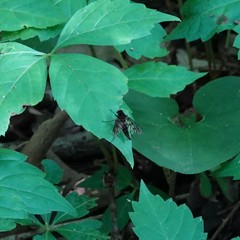 Chrysopilus andersoni