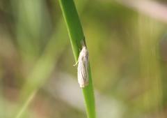 Crambus multilinellus