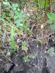 Sagina decumbens decumbens