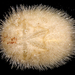 Brissus latecarinatus - Photo (c) 2007 Moorea Biocode, alguns direitos reservados (CC BY-NC-SA)