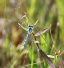 Enallagma doubledayi