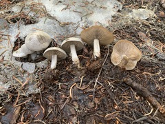 Clitocybe glacialis