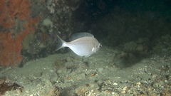 Parequula melbournensis