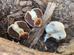 Pholiota nubigena