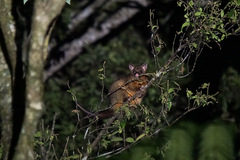 Trichosurus johnstonii