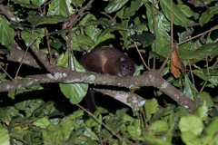 Hemibelideus lemuroides