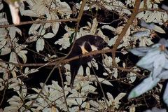 Pseudochirulus herbertensis