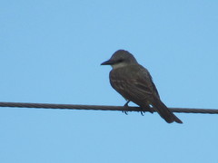 Tyrannus couchii
