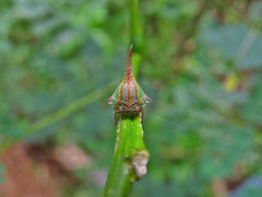 Umbonia crassicornis