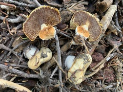 Pholiota nubigena