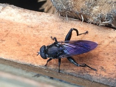 Chalcosyrphus chalybeus