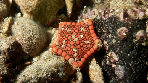 Tosia neossia