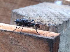 Chalcosyrphus chalybeus