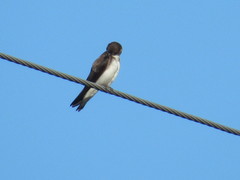 Riparia riparia