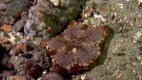 Tosia australis