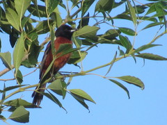 Icterus spurius
