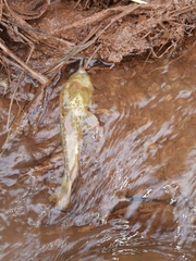 Callichthyidae