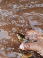 Callichthyidae